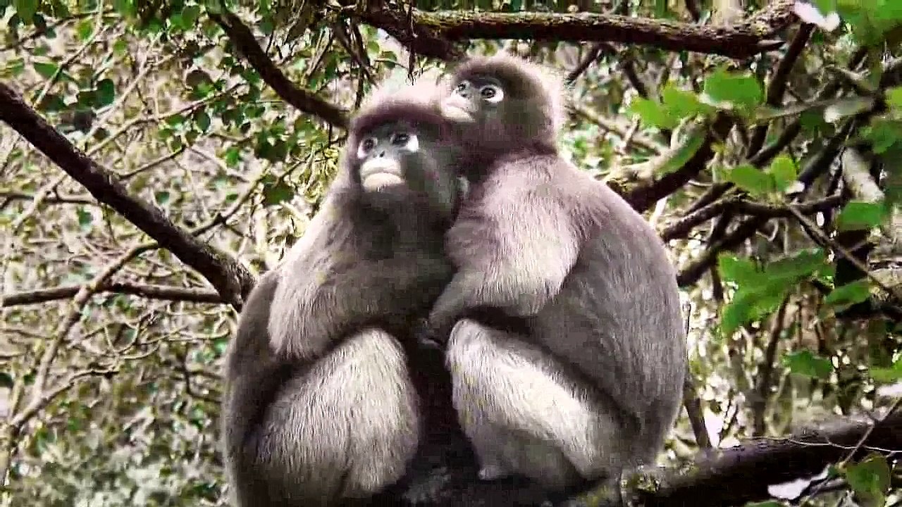 Spectacled langur, or spectacled leaf monkey (Trachypithecus obscurus)