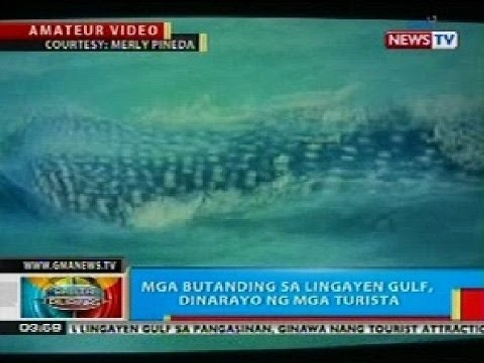 BP: Mga butanding sa Lingayen Gulf, dinarayo ng mga turista