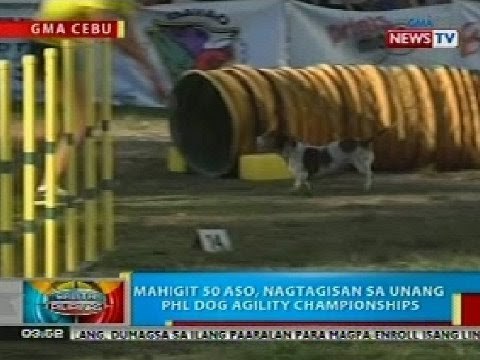 BP: Mahigit 50 aso sa Cebu, nagtagisan sa unang PHL Dog Agility Championship