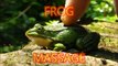 HOW TO MASSAGE YOUR FROG - Make your Frog a HAPPY Frog