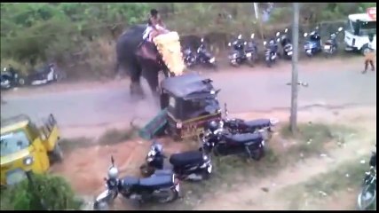 bu fili kim kızdırdı böyle