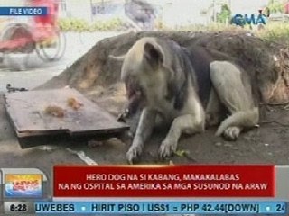 UB: Hero dog na si Kabang, makakalabas na ng ospital sa Amerika sa mga susunod na araw