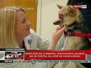 QRT: Hero dog na si Kabang, inaasahang lalabas na sa ospital sa loob ng 1 linggo
