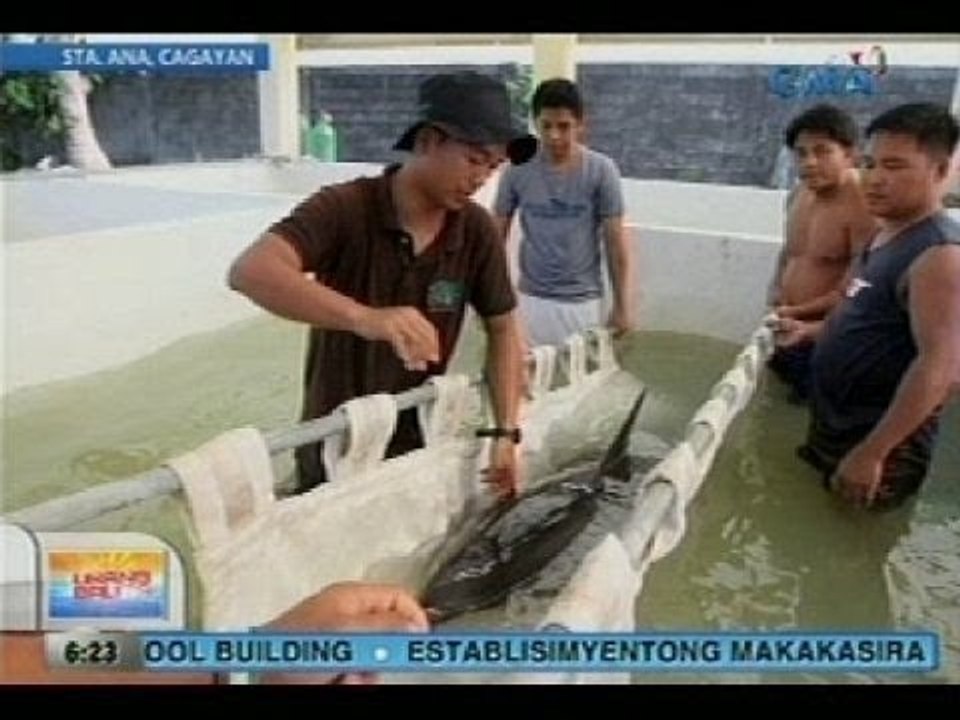 UB: Dolphin na na-rescue sa dalampasigan, pinakawalan sa dagat