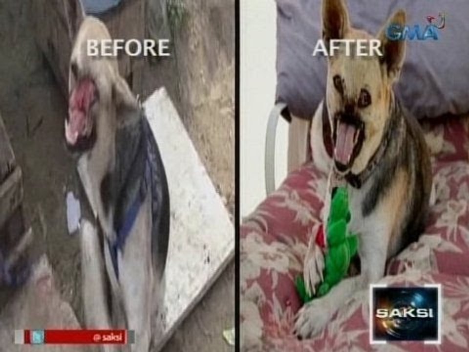 Saksi: Hero dog na si Kabang, makababalik na ng Pilipinas matapos ang matagumpay na operasyon