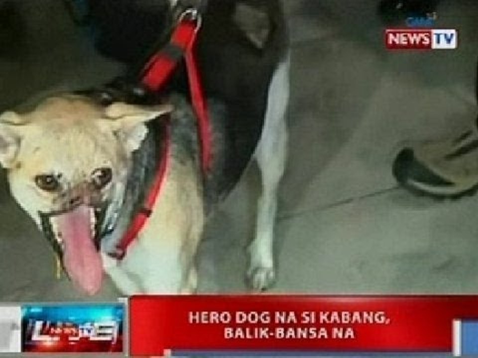 NTVL: Hero dog na si Kabang, balik-bansa na
