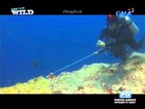 Doc Ferds Recio swims with a 4-foot mameng in Palau