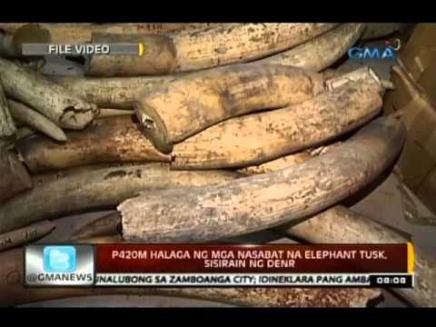 24 Oras: P420M halaga ng mga nasabat na elephant tusks, sisirain ng DENR