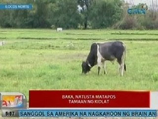 UB: Baka, natusta matapos tamaan ng kidlat sa Ilocos Norte