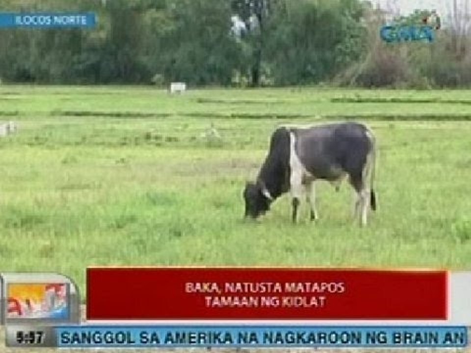 UB: Baka, natusta matapos tamaan ng kidlat sa Ilocos Norte