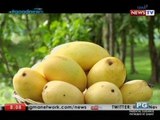 Good News: Mango madness