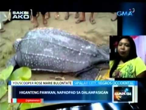 Saksi: Saksi Ako: Higanteng pawikan, napadpad sa Sipalay, Negros Occidental