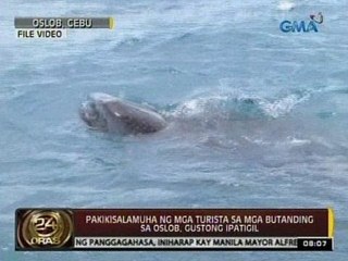 Download Video: 24 Oras: Pakikisalamuha ng mga turista sa mga butanding sa oslob, gustong ipatigil