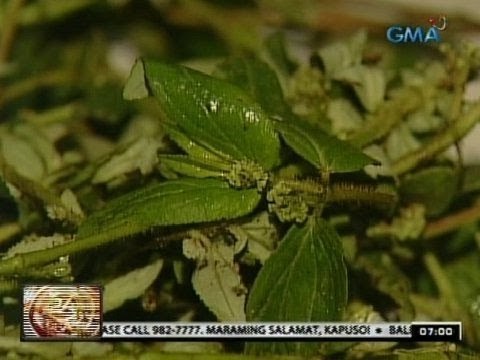 24 Oras: Luya at banaba, sinusuri ng DOST kung posibleng gamot sa dengue