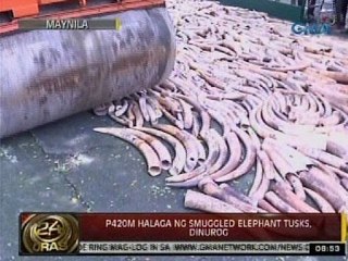 Dalawang photographer, nagkainitan habang kinukunan ang pagdurog sa elephant tusks