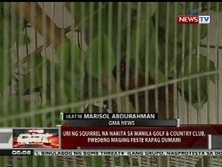 QRT: Uri ng squirrel na nakita sa Manila Golf & Country Club, pwedeng maging peste kapag dumami