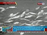 BP: Mga patay na bangus na itinapon sa dagat, nabubulok na sa pampang sa Sual, Pangasinan