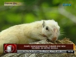 24 Oras: PAWB, nangangambang dumami ang mga squirrel sa Metro Manila