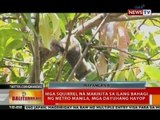 BT: Ilang squirrel, naninirahan sa ilang puno sa isang subdibisyon sa Metro Manila