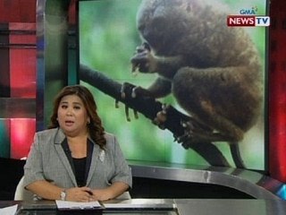 SONA: Post Script: Tarsier in the city