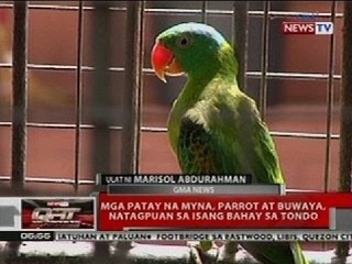 QRT: Mga patay myna, parrot at buwaya, natagpuan sa isang bahay sa Tondo