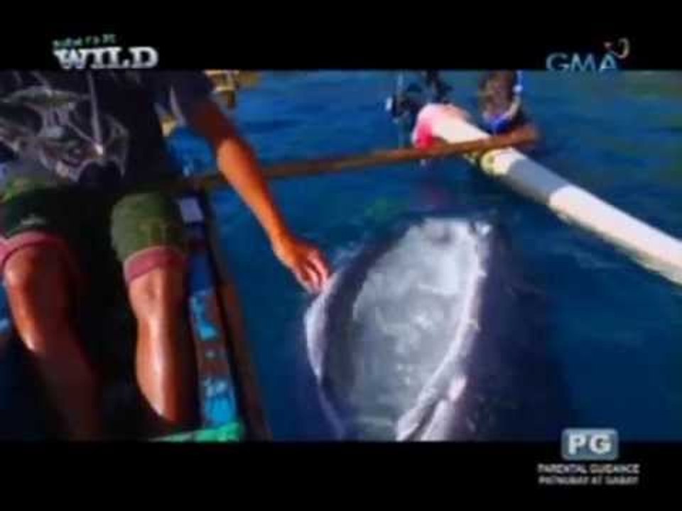Whale shark researcher Elson Aca shares his thoughts on Donsol, Oslob