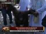 24 Oras: PETA, nadismaya raw sa kalagayan ng mga hayop sa Malabon Zoo