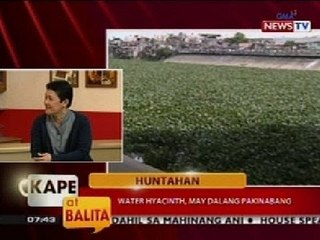 KB: Huntahan: Water Hyacinth, may dalang pakinabang