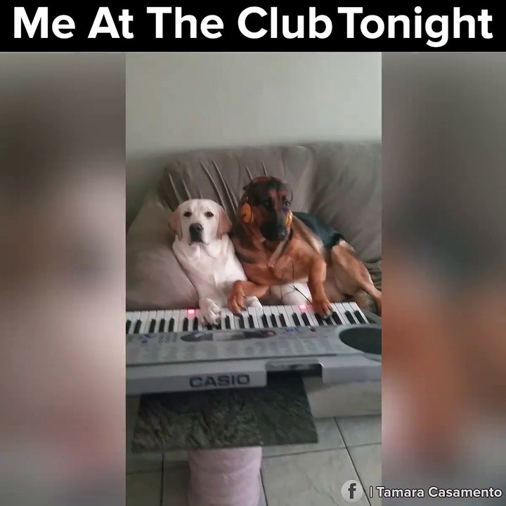 Chiens DJ... Pas pret pour mixer en club