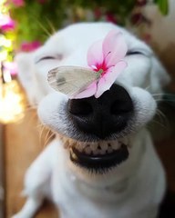 Ce chien vous fait le plus beau sourire qui soit!