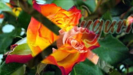 Tantissimi auguri di buon compleanno❤❤❤