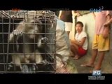 Born Impact: Doc Ferds Recio rescues abused monkeys in Tondo