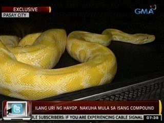 24Oras: Exclusive: Ilang uri ng hayop, nakuha mula sa isang compound sa Pasay