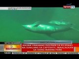 BT: Kauna-unahang dolphin sa Pilipinas na isinilang sa captivity, inaalagaan sa isang marine park