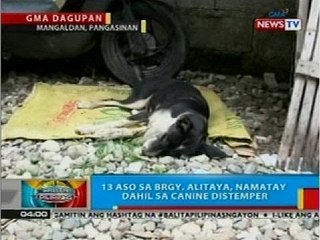 BP: 13 aso sa Brgy. Alitaya, Mangaldan, Pangasinan, namatay dahil sa canine distemper