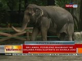 BT: Sri Lanka, posibleng magbigay ng dalawa pang elepante sa Manila Zoo