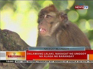 BT: Dalawang lalaki, nakagat ng unggoy na alaga ng barangay