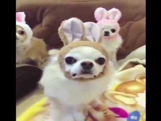 Cute puppy  Dog | Amazing