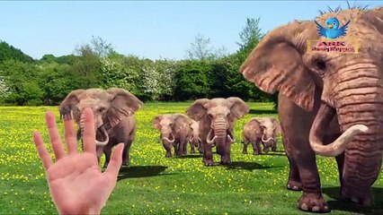 Gummy Elephant 3d Finger Family Rhymes | Funny Anaconda Animals Cartoons Animation Rhyme