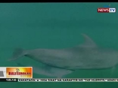 BT: Kauna-unahang captive bred baby dolphin sa PHL, pumanaw matapos ang 2 linggo
