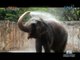 Born Impact: The Philippines' role in protecting endangered elephants