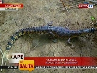 KB: 3 talampakang buwaya, nahuli sa isang bakawan sa Calatagan, Batangas