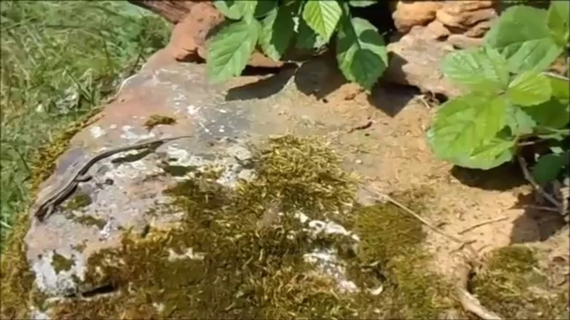 ⁣Lizards on sandstone rocks
