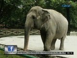 24 Oras: Subic Zoo Safari, naghahanda na para sa posibleng paglipat sa elepanteng si Mali
