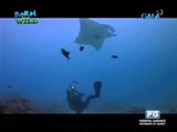 Born to be Wild: Doc Ferds swims with giant manta rays in Palau