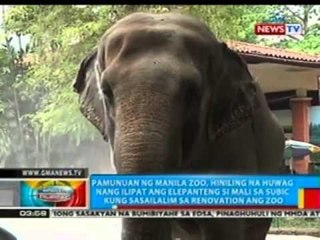 BP: Paglilipat kay "Mali" sa Subic, Zambales, tinututulan ng pamunuan ng Manila Zoo