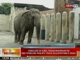 BT: Isang zoo sa Subic, pinaghahandaan na ang posibleng paglipat doon ni Maali