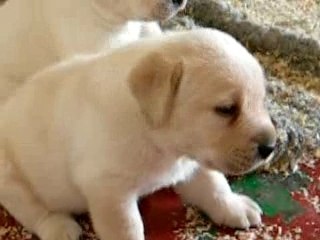 C'KENZO à 1 mois à l'élevage 048