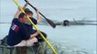 Ces vrais héros n'hésite pas à se mettre en danger pour sauver un chien coincé dans un lac gelé !