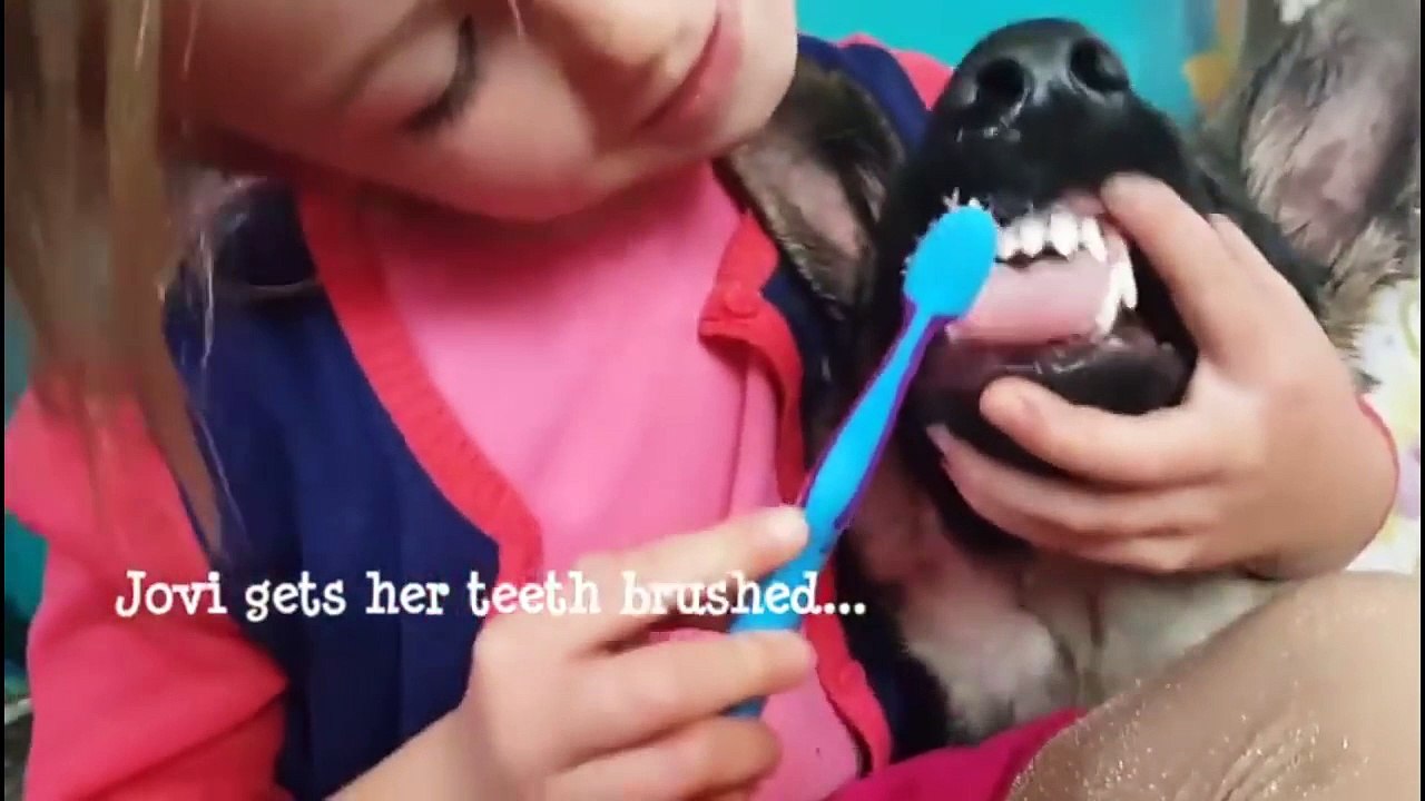 Une petite fille brosse les dents de son berger allemand !